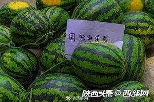 今日吃瓜,揭秘娱乐圈最新热点事件