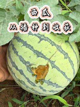 今日吃瓜51cg,揭秘娱乐圈最新热点事件